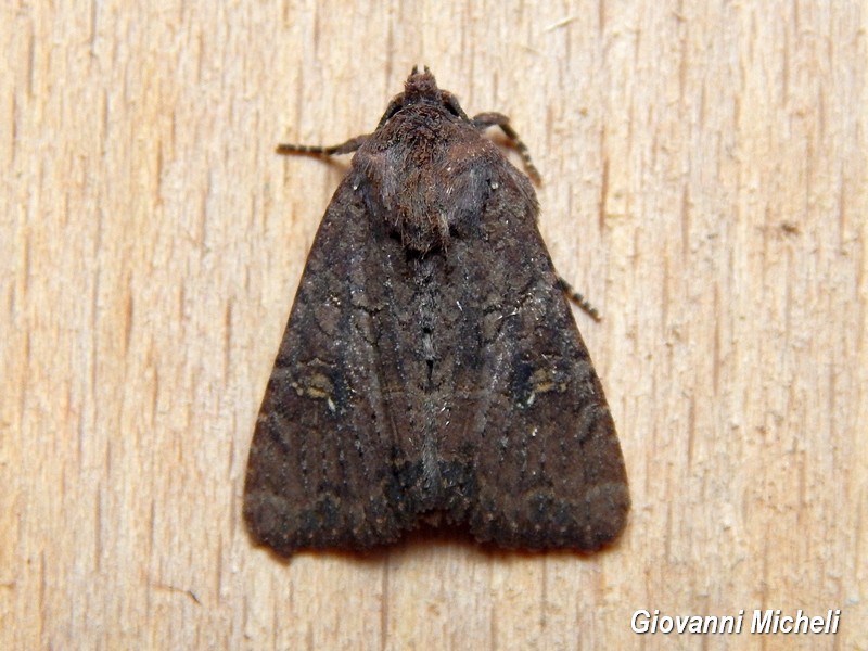 Falena da determinare - Aedia leucomelas